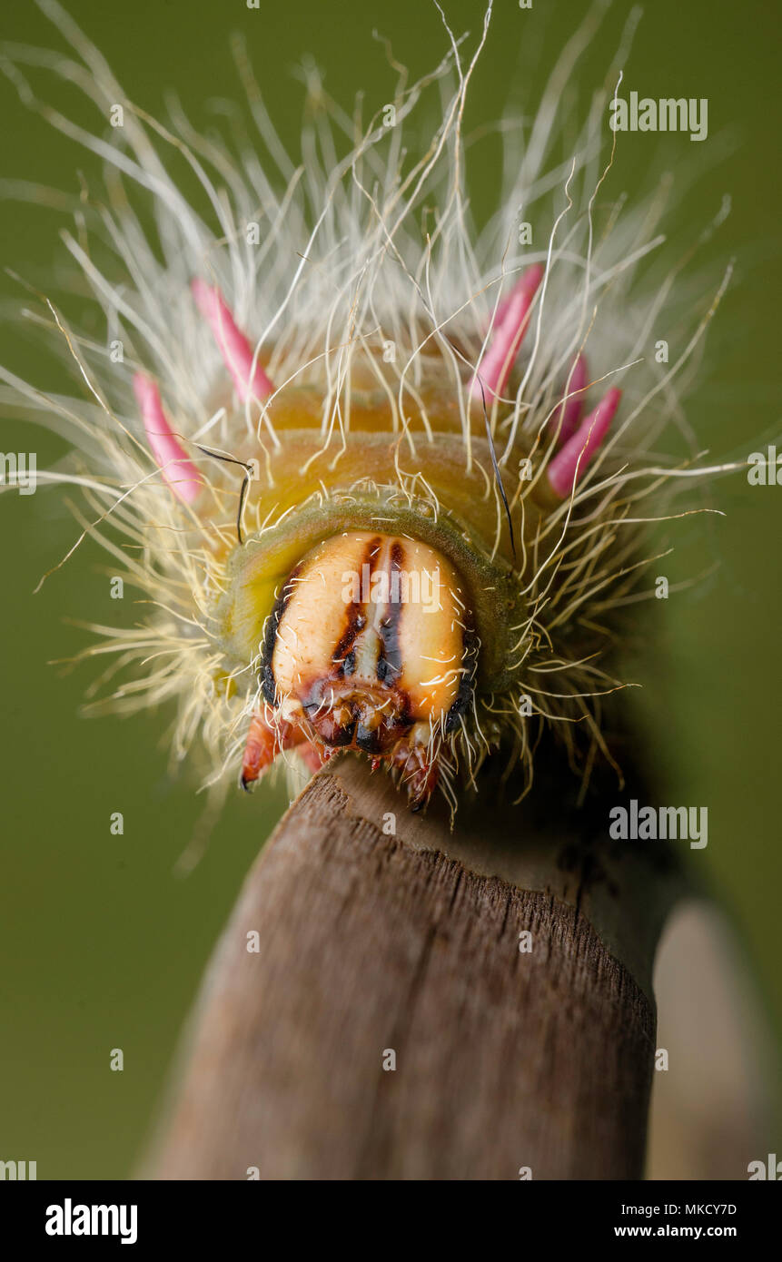 Eacles imperialis caterpillar Stock Photo