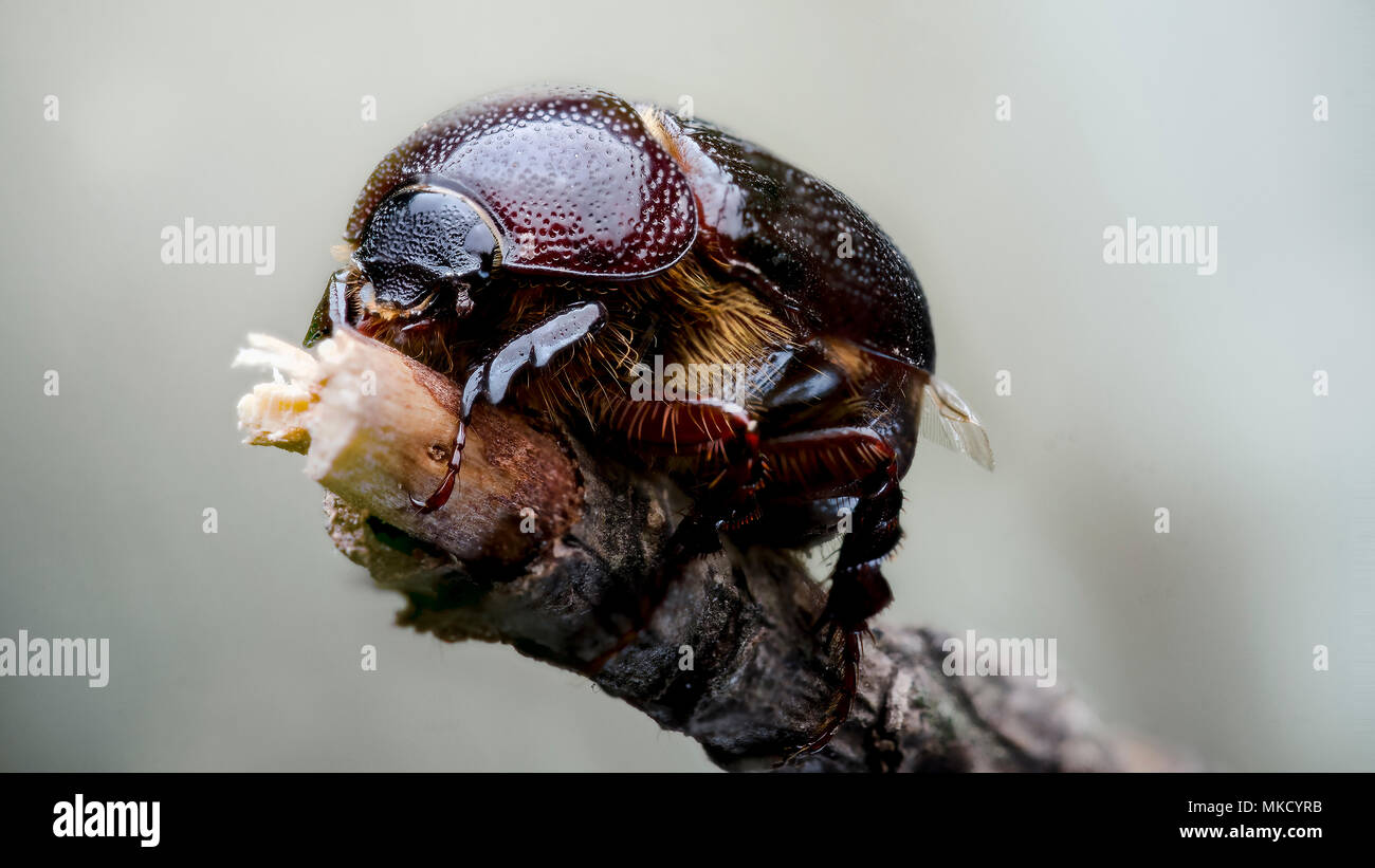 beetle Stock Photo