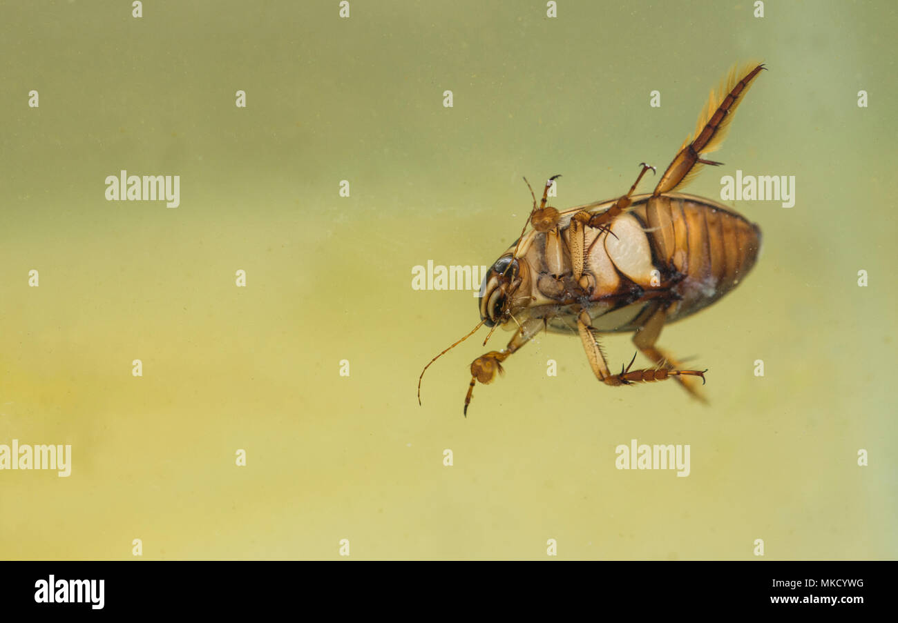 Great diving beetle (Dytiscus marginalis), underside of adult male Stock Photo