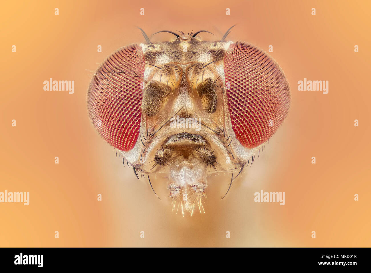 Drosophila melanogaster - fruit fly Stock Photo