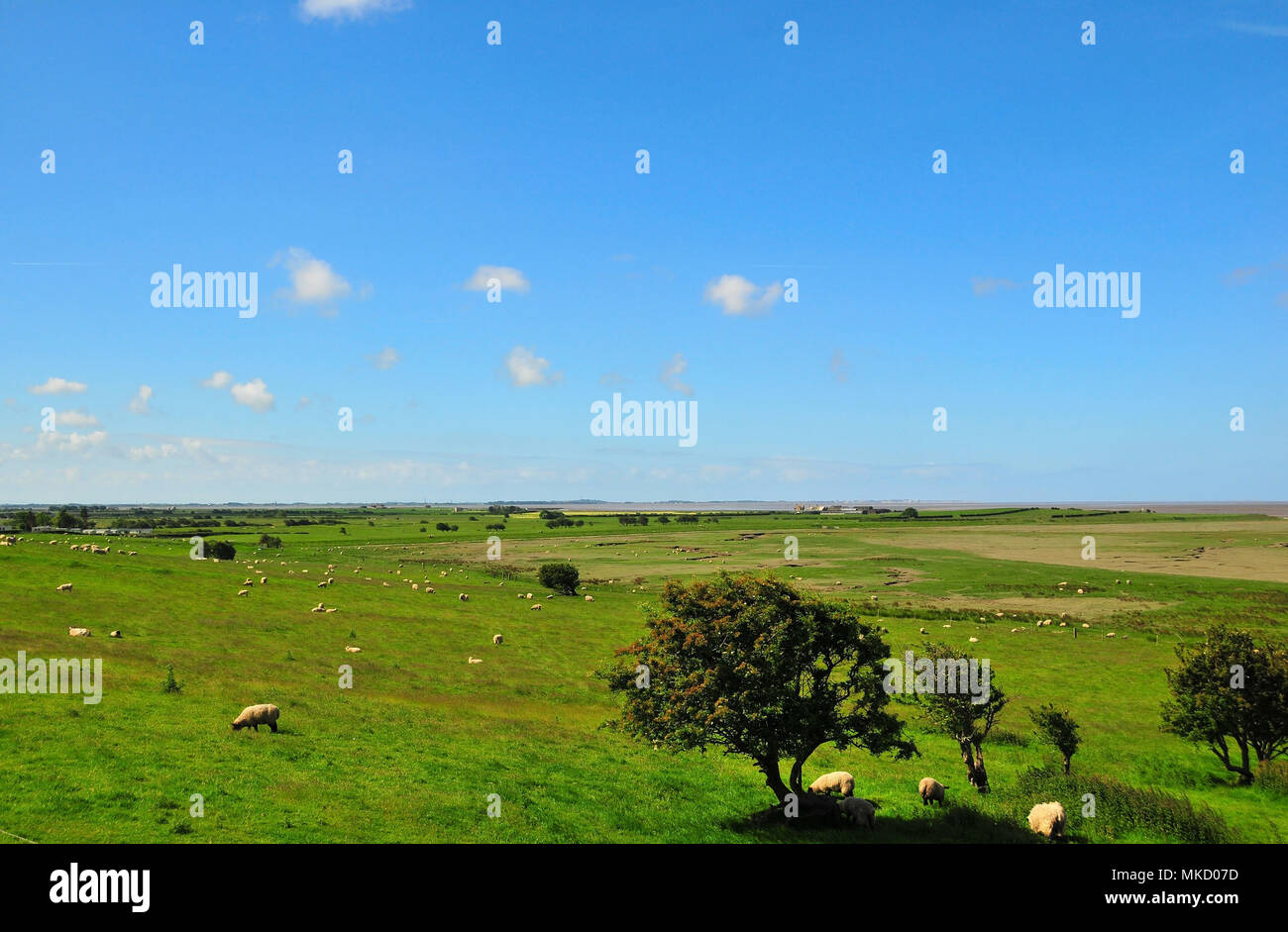 Sunny view west of Tithebarn Hill, south of Glasson Dock, of green fields grazing sheep, towards Crook Farm and River Lune estuary, Lancashire, UK Stock Photo