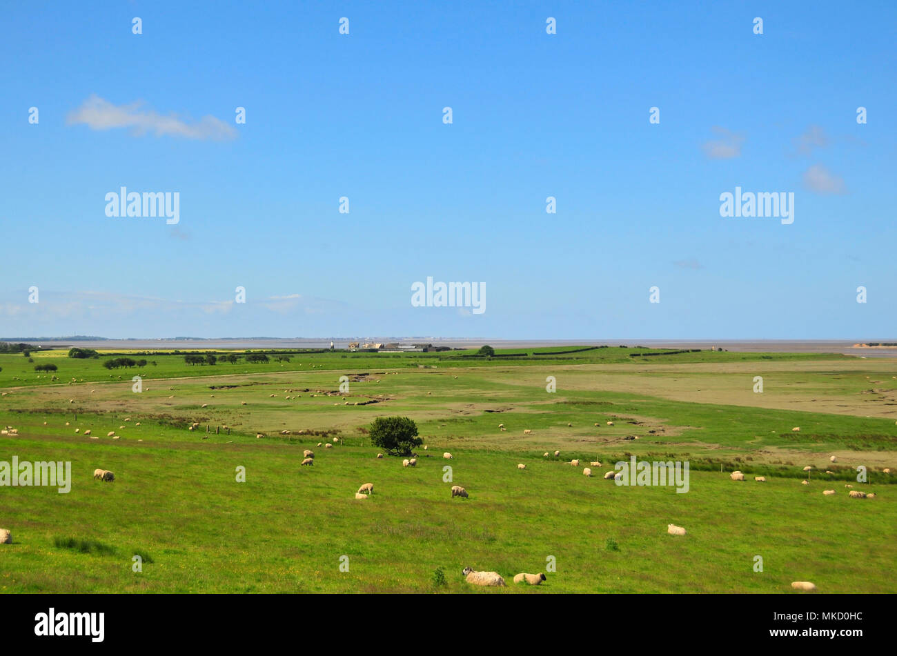 Sunny view, west of Tithebarn Hill, south of Glasson Dock, across fields with sheep, to Plover Scar Lighthouse and River Lune mouth, Lancashire, UK Stock Photo