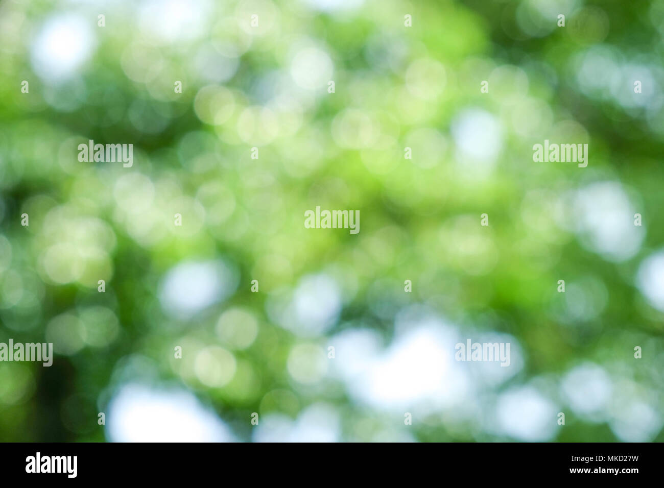 abstract green bokeh Nature background Stock Photo - Alamy