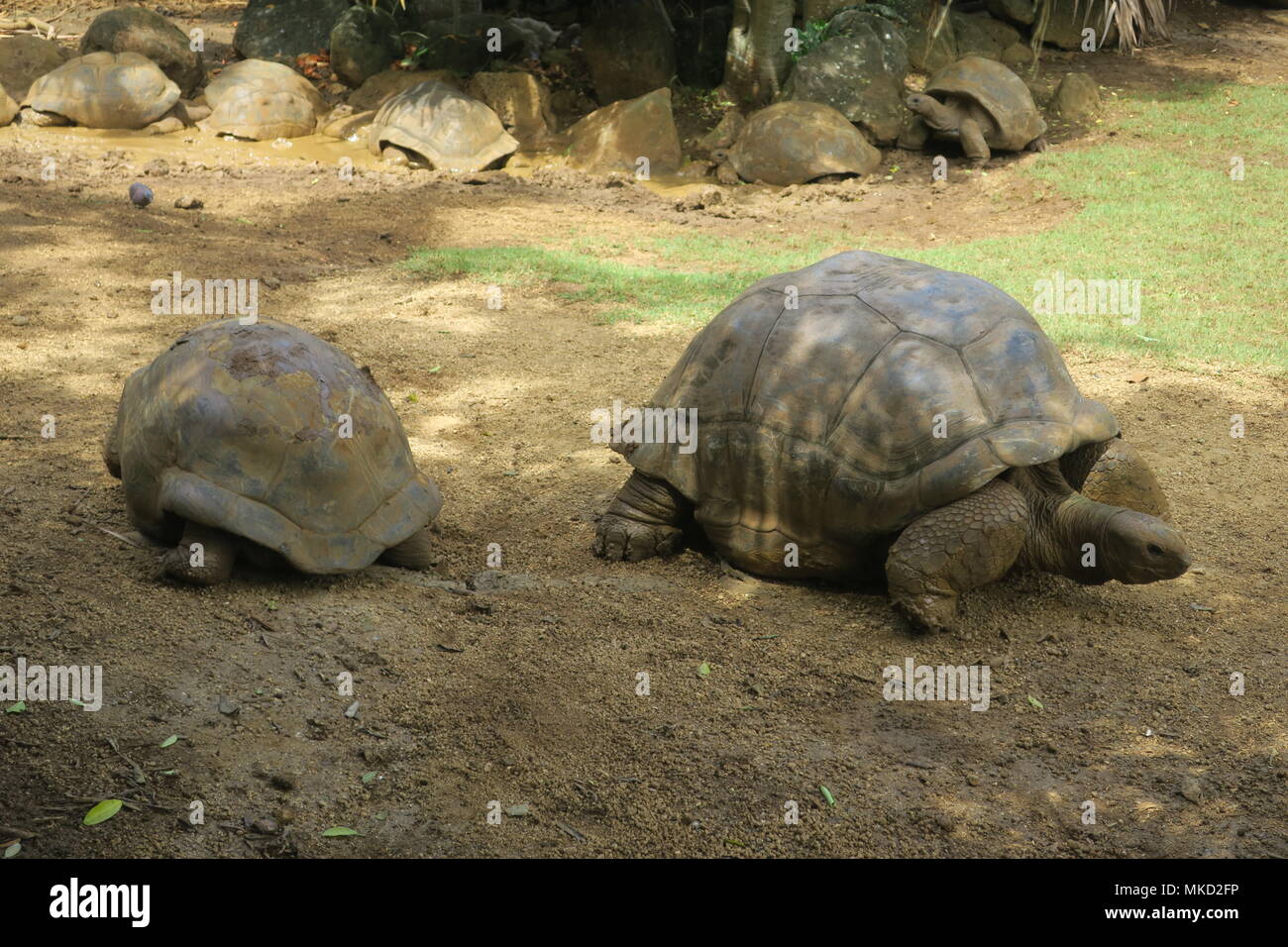 Giant land turtle in a park on Mauritius island Stock Photo Alamy
