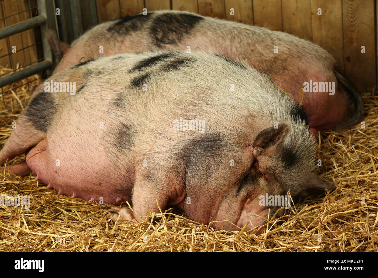 Asian pot hotsell belly pig