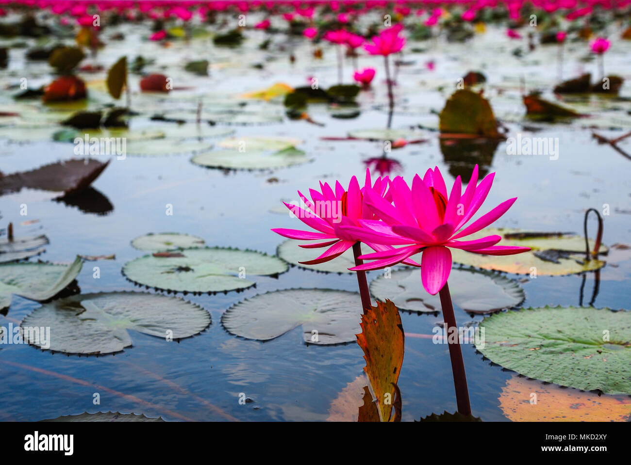 Pink Lotus Flowers Lake Leaves Nature