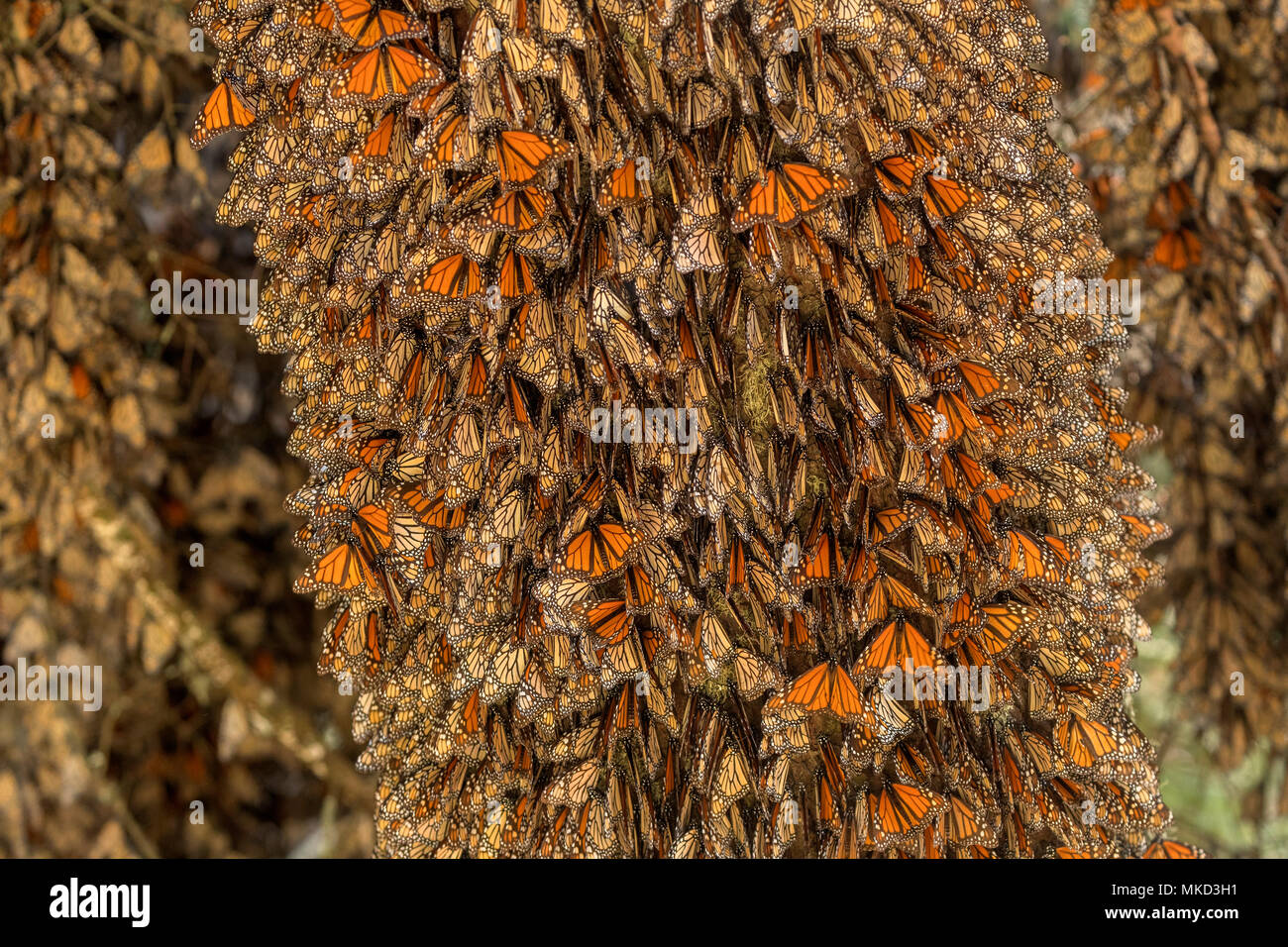 Monarch butterfly (Danaus plexippus), In wintering from November to March in oyamel pine forests (Abies religiosa), El Rosario, Reserve of the Biosfera Monarca, Angangueo, State of Michoacan, Mexico Stock Photo
