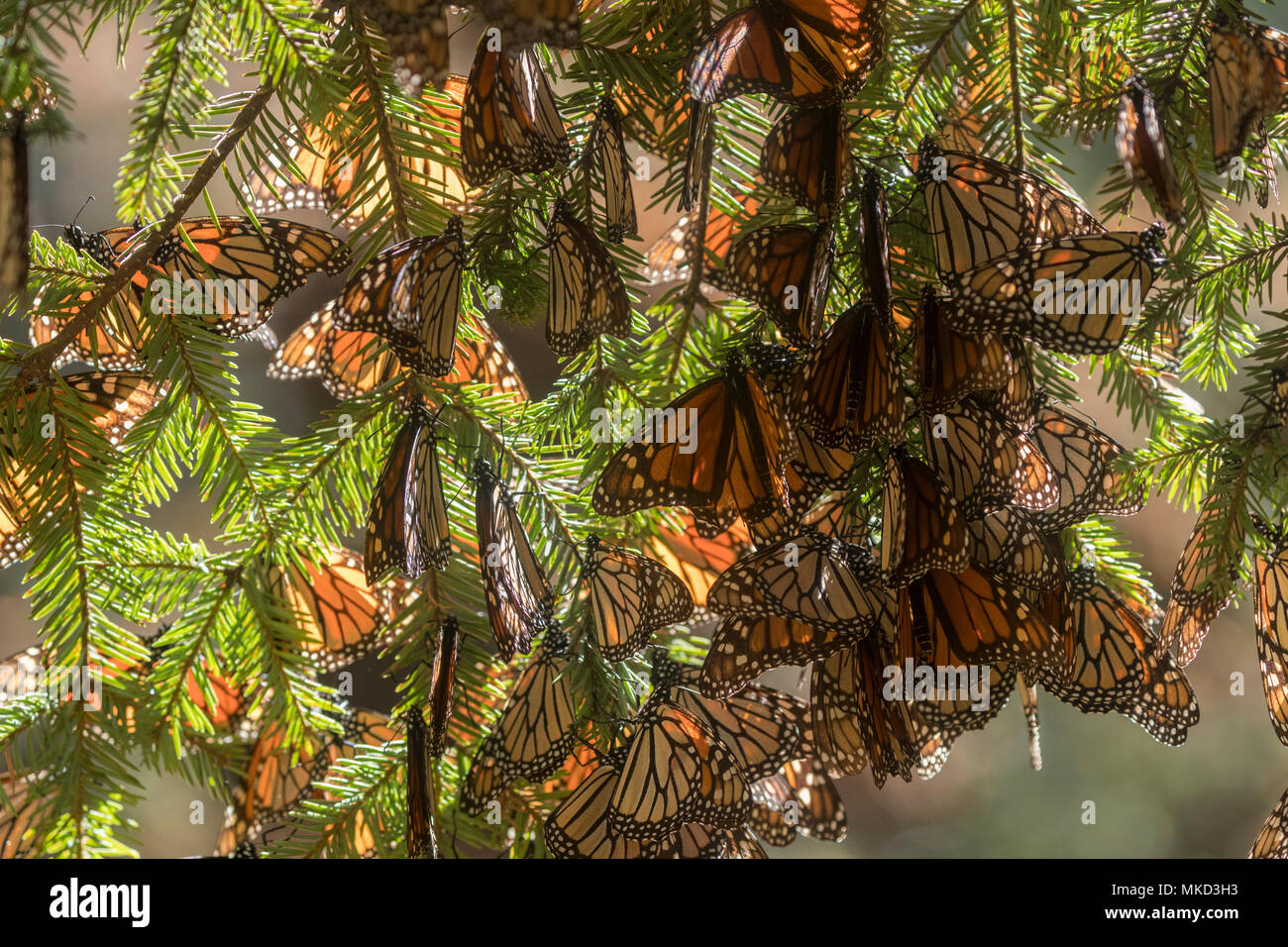 Monarch butterfly (Danaus plexippus), In wintering from November to March in oyamel pine forests (Abies religiosa), El Rosario, Reserve of the Biosfera Monarca, Angangueo, State of Michoacan, Mexico Stock Photo