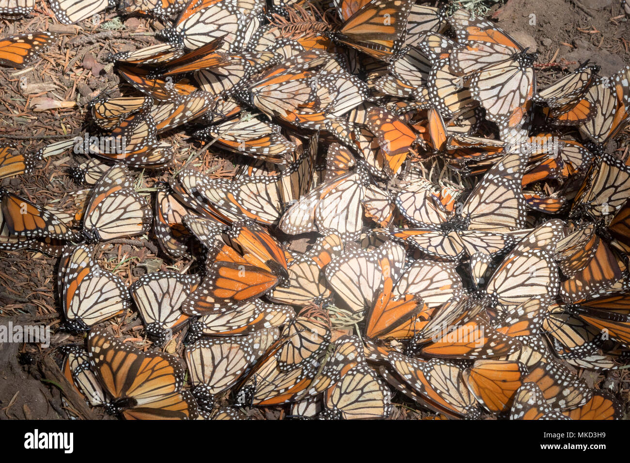 Monarch butterfly (Danaus plexippus), Butterflies died during the wintering period from November to March in oyamel pine (Abies religiosa) forest, butterflies gathering to drink water and take up mineral, El Rosario, Reserve of the Biosfera Monarca, Angangueo, State of Michoacan, Mexico Stock Photo