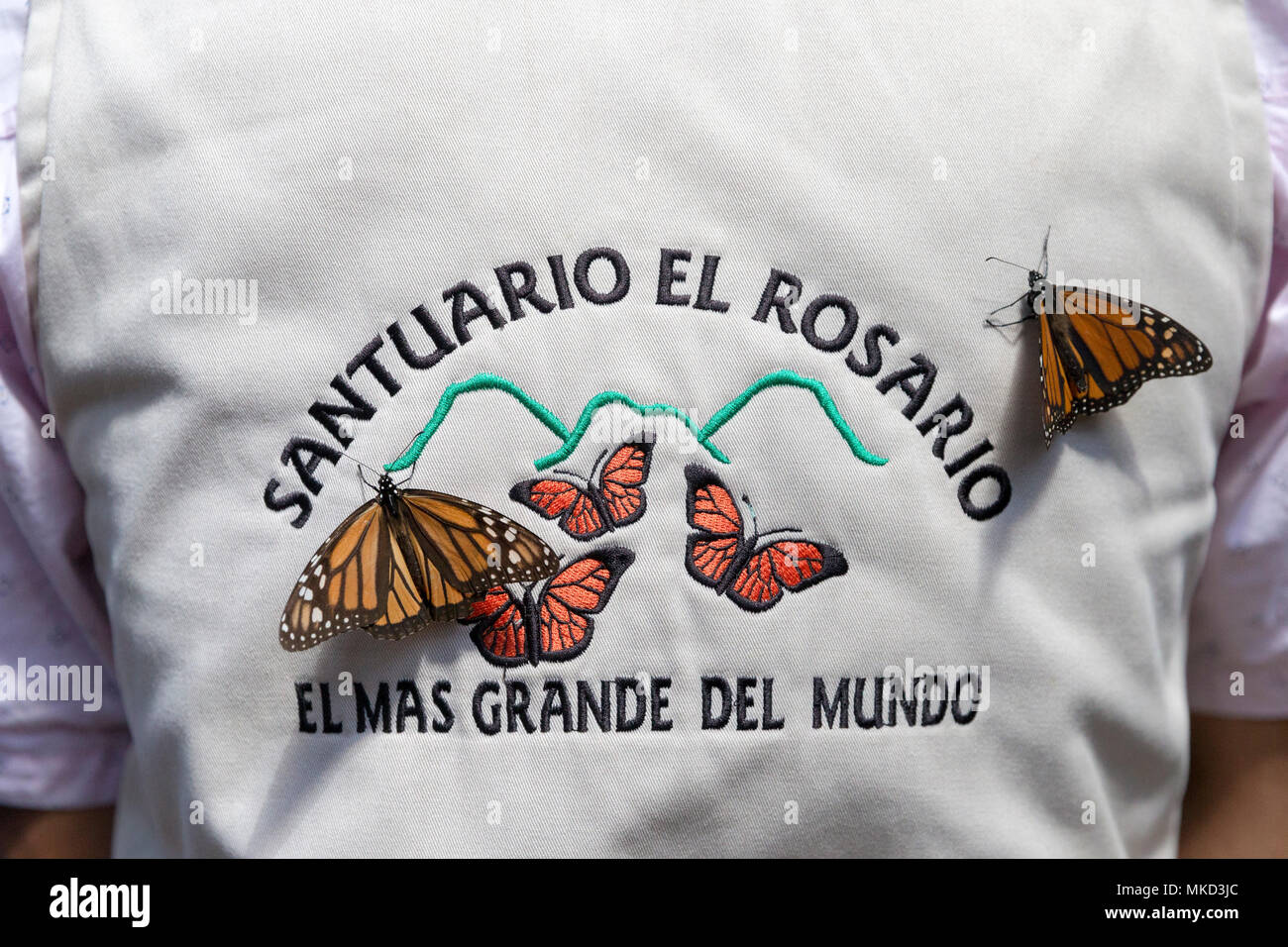 Monarch butterfly (Danaus plexippus) in warden in the reserve, in wintering from November to March in oyamel pine forests (Abies religiosa), El Rosario, Reserve of the Biosfera Monarca, Angangueo, State of Michoacan, Mexico Stock Photo
