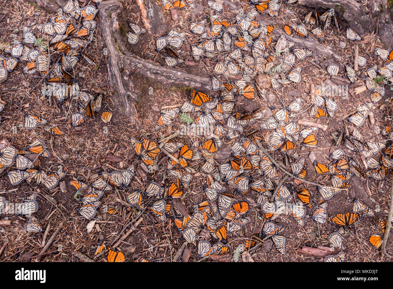 Monarch butterfly (Danaus plexippus), Butterflies died during the wintering period from November to March in oyamel pine (Abies religiosa) forest, butterflies gathering to drink water and take up mineral, El Rosario, Reserve of the Biosfera Monarca, Angangueo, State of Michoacan, Mexico Stock Photo