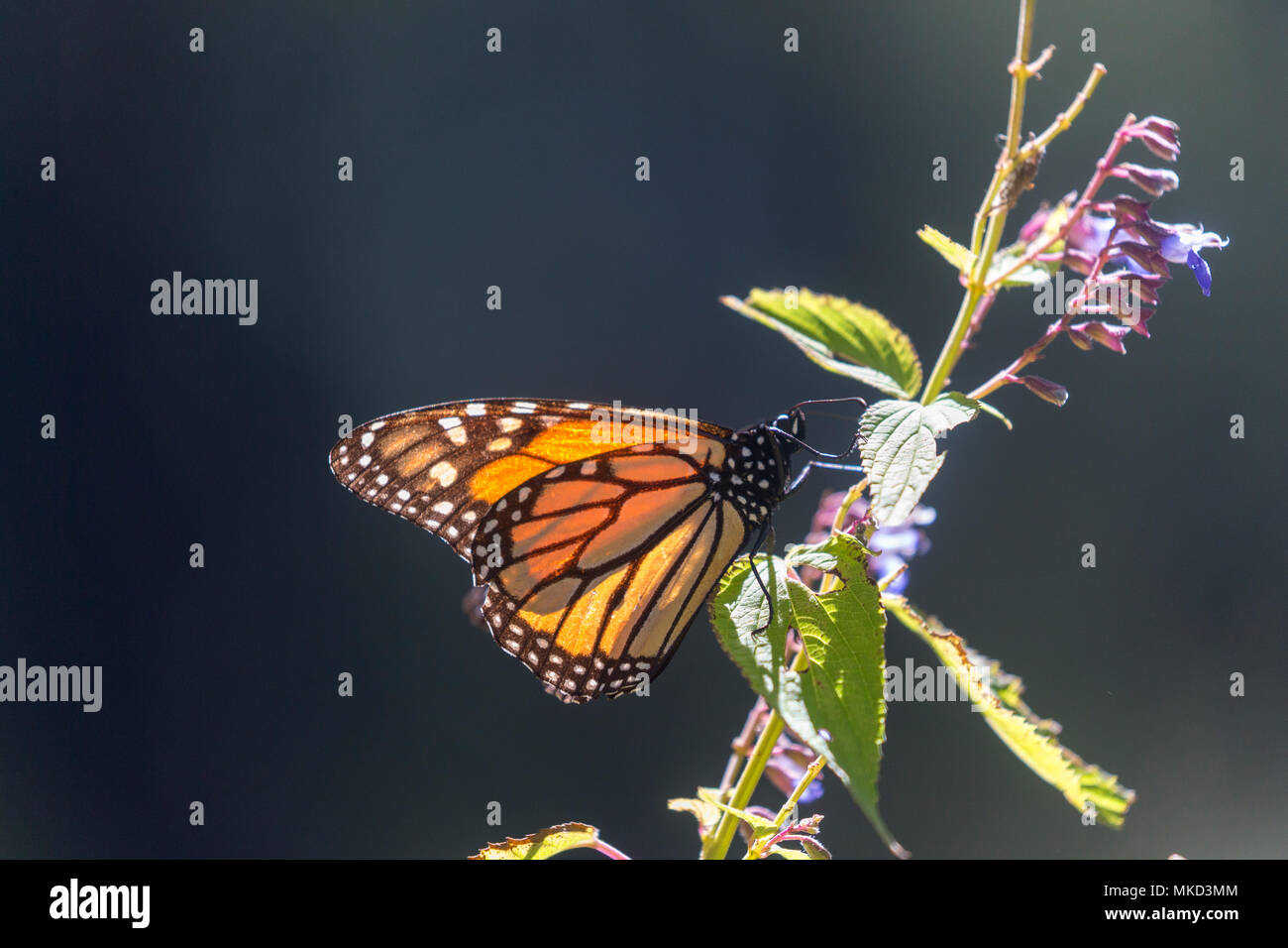 Monarch butterfly (Danaus plexippus), in wintering from November to March in oyamel pine (Abies religiosa) forest, butterflies gathering nectar, El Rosario, Reserve of the Biosfera Monarca, Angangueo, State of Michoacan, Mexico Stock Photo