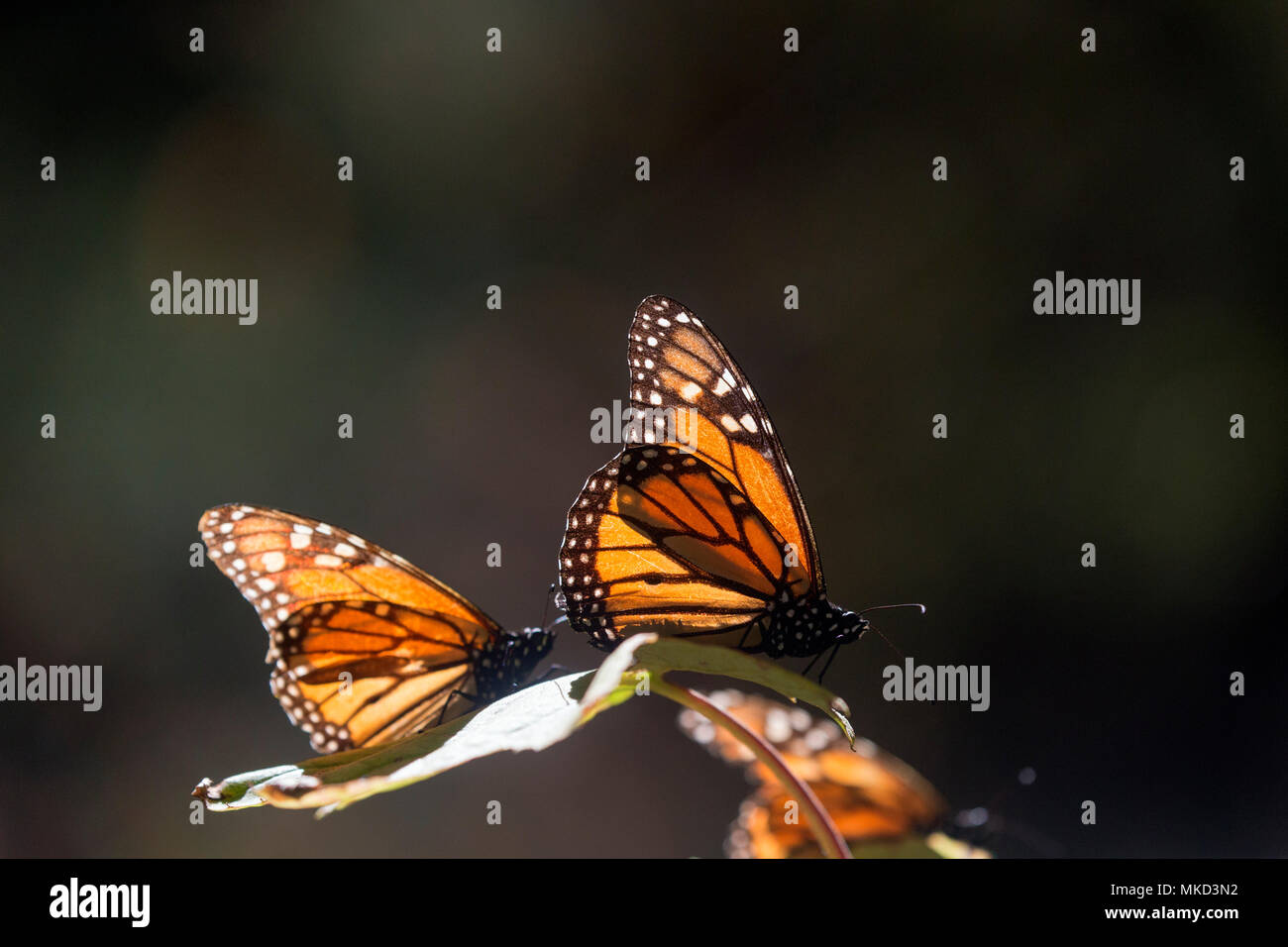 Monarch butterfly (Danaus plexippus), in wintering from November to March in oyamel pine (Abies
