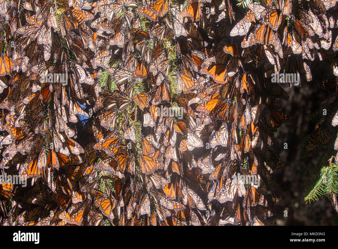 Monarch butterfly (Danaus plexippus), In wintering from November to March in oyamel pine forests (Abies religiosa), El Rosario, Reserve of the Biosfera Monarca, Angangueo, State of Michoacan, Mexico Stock Photo