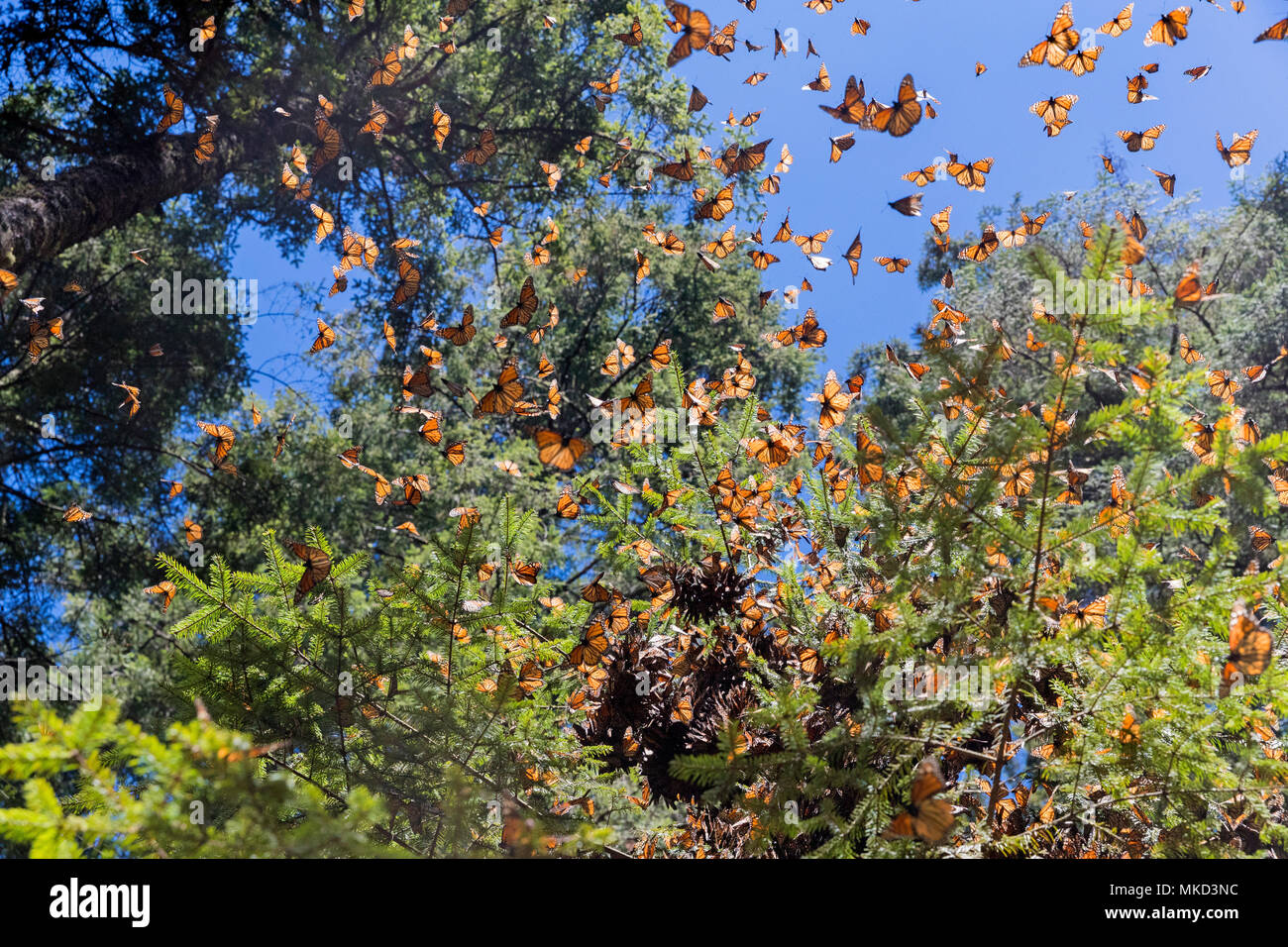 Monarch butterfly (Danaus plexippus), in wintering from November to March in oyamel pine (Abies