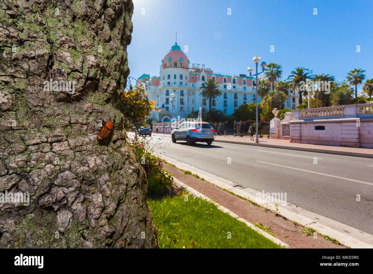 Red palm weevil (Rhynchophorus ferrugineus) over palm tree, Promenade des Anglais, Nice, France Stock Photo