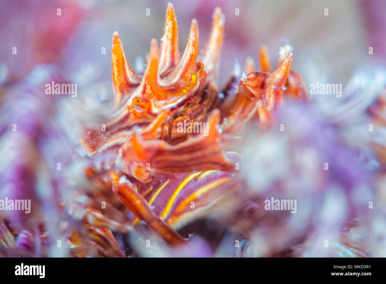 Feather star crab (Tiaramedon spinosum) female with eggs on Stephanometra indica, Indian Ocean, Mayotte Stock Photo