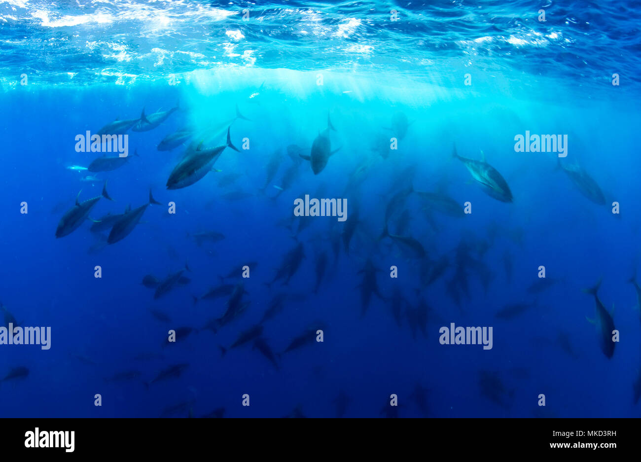 Yellowfin Tunas (Thunnus albacares) eating Atlantic chub mackerel