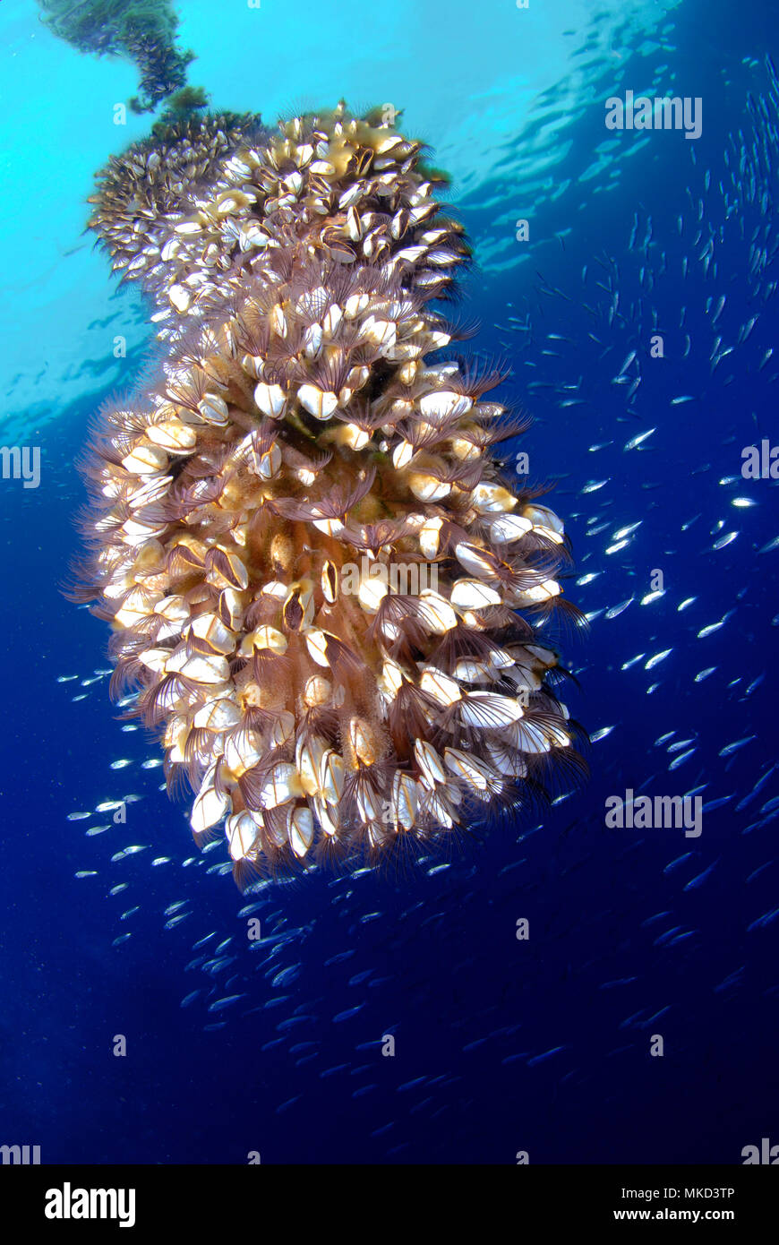 Pelagic gooseneck barnacle or smooth gooseneck barnacle (Lepas anatifera), Tenerife, Canary Islands. Stock Photo