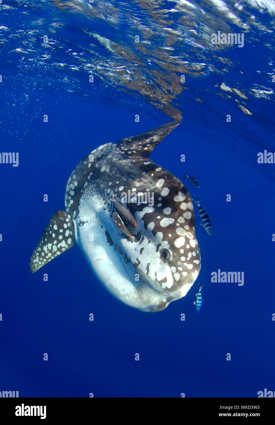 Ocean sunfich (Mola mola) at sea with pilot fishes (Naucrates ductor), Tenerife, Canary Islands. Stock Photo