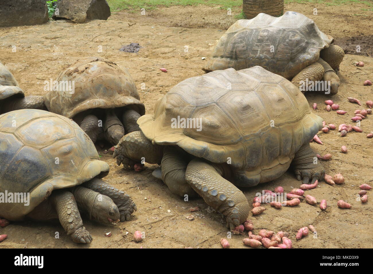 Giant land turtle in a park on Mauritius island Stock Photo Alamy