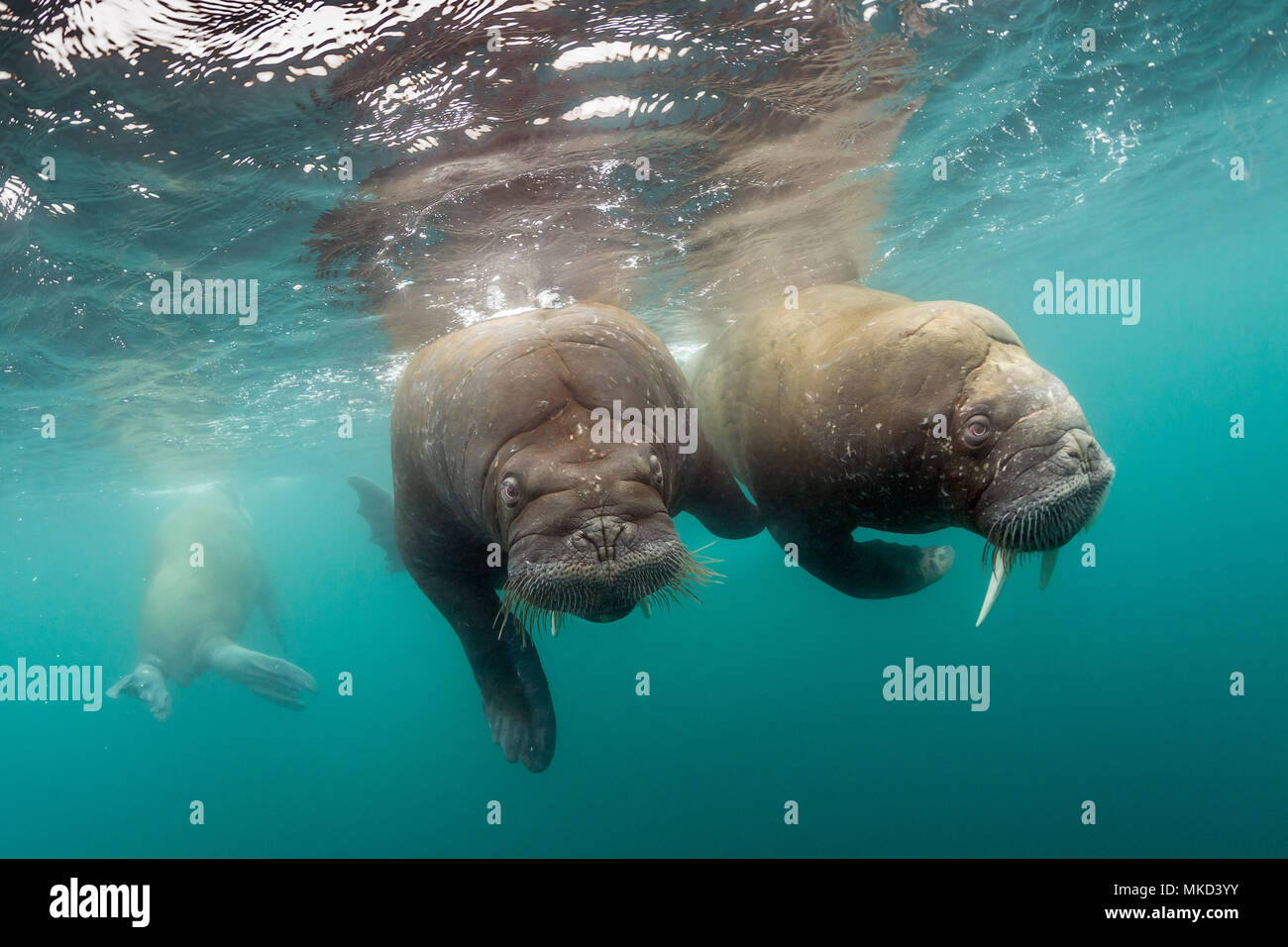 Pair of Atlantic walrus (Odobenus rosmarus), Spitsbergen, Svalbard, Norwegian archipelago, Norway, Arctic Ocean Stock Photo