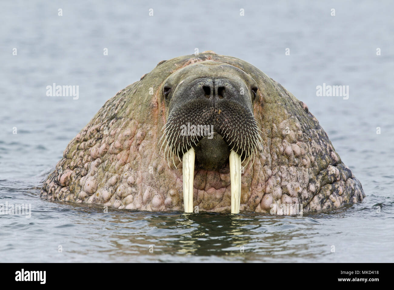 Portrait of Atlantic walrus (Odobenus rosmarus) coming out of the water with its most prominent feature the long tusks, Spitsbergen, Svalbard, Norwegian archipelago, Norway, Arctic Ocean Stock Photo