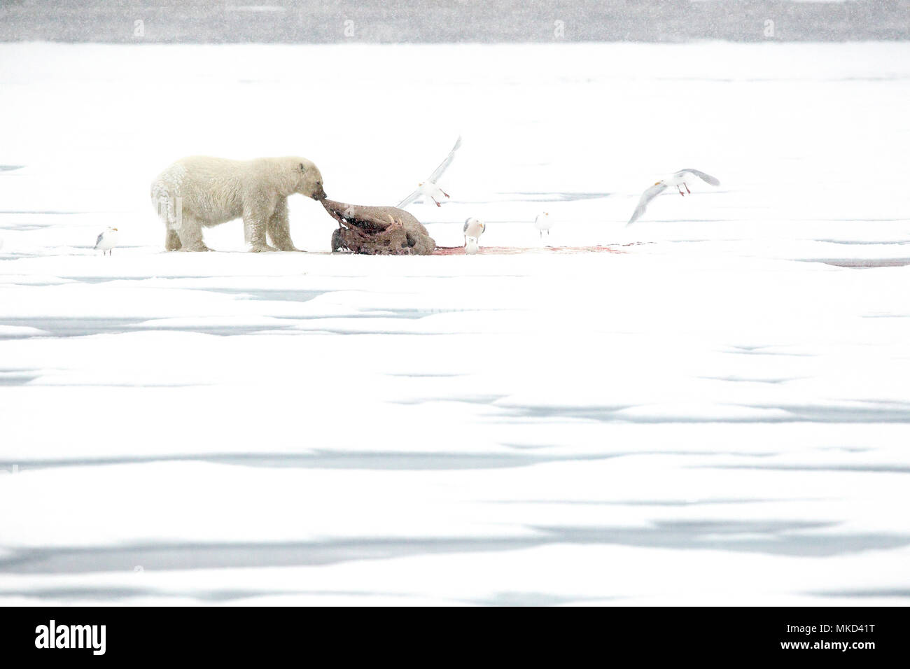 Polar bear (Ursus maritimus) eating a walrus (Odobenus rosmarus), on the ice, Spitsbergen, Svalbard, Norwegian archipelago, Norway, Arctic Ocean Stock Photo