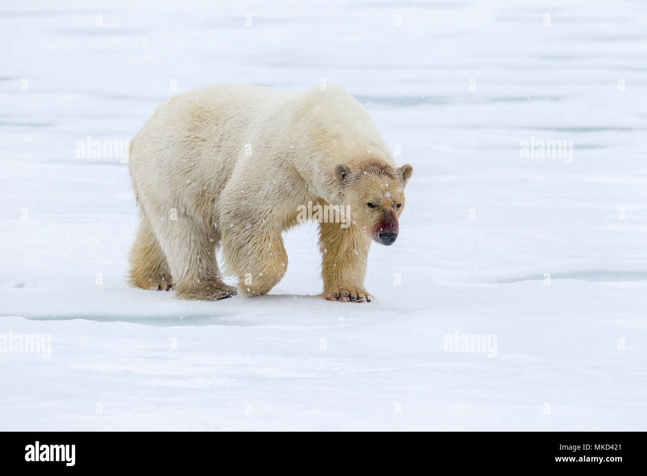 Polar Bear Ursus Maritimus Walking On The Ice Spitsbergen Svalbard