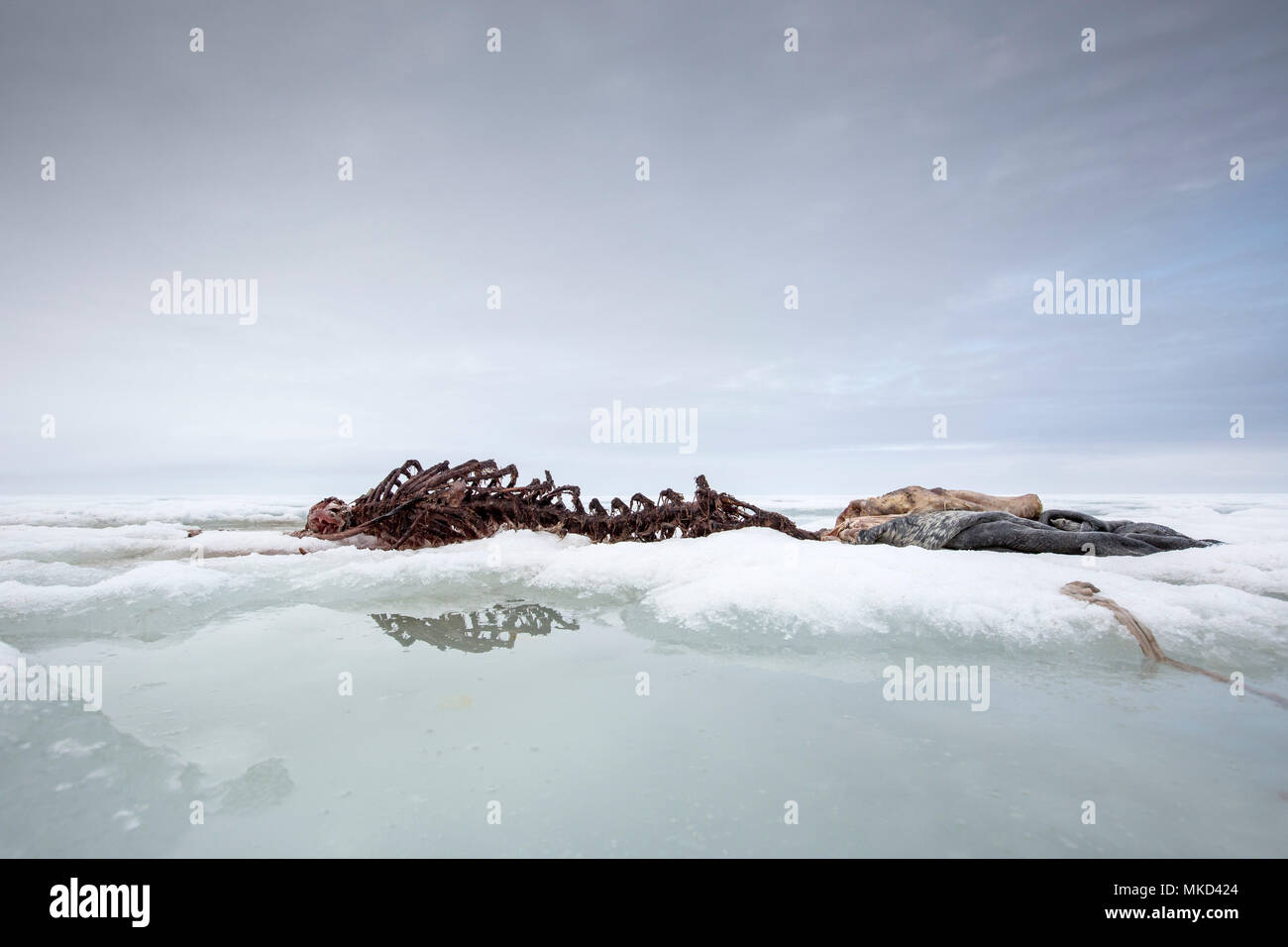 Skeleton of harbor (or harbour) seal (Phoca vitulina), also known as the common seal on the ice, Spitsbergen, Svalbard, Norwegian archipelago, Norway, Arctic Ocean Stock Photo