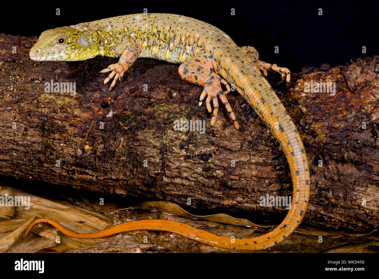 Crocodile tegu (Crocodilurus amazonicus) Stock Photo