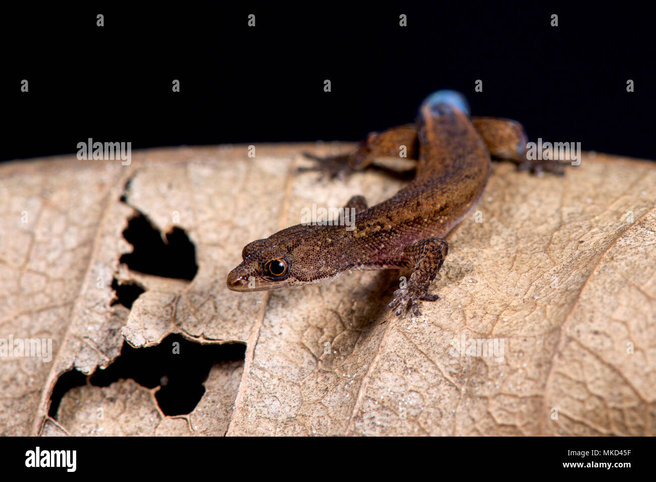 Brazilian pygmy gecko (Chatogekko amazonicus) Stock Photo