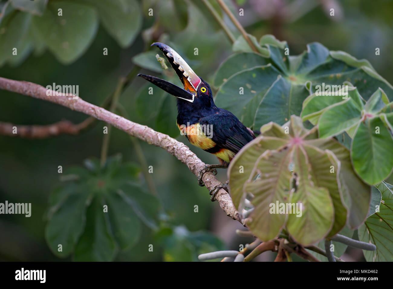 Colllared Aracari (Pteroglossus torquatus), on cecropia tree branch tossing food, Gamboa, Panama, July Stock Photo
