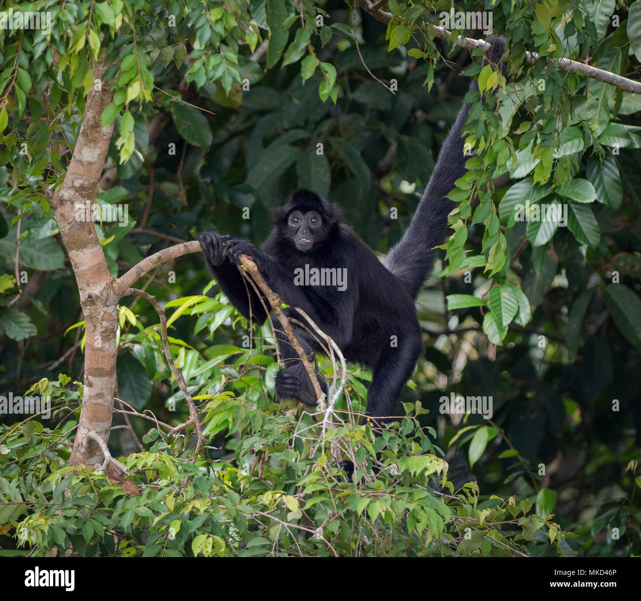 Brown-headed Spider Monkey (Ateles fusciceps), Panama, July Stock Photo