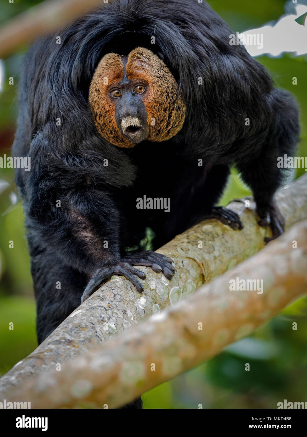 Pithecia pithecia chrysocephala hi-res stock photography and images - Alamy