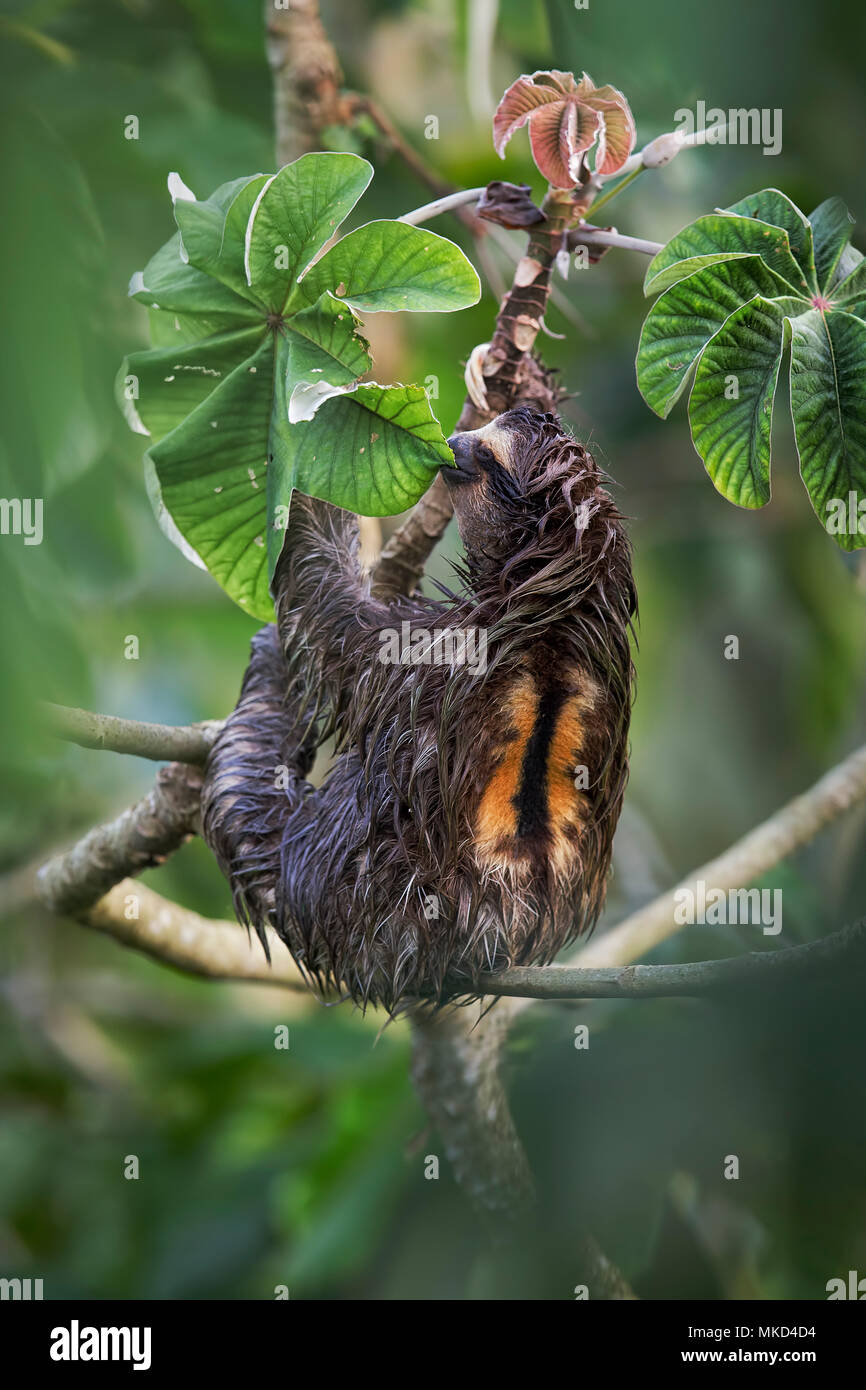 Brown-throated Three-toed Sloth (Bradypus variegatus), male feeding on