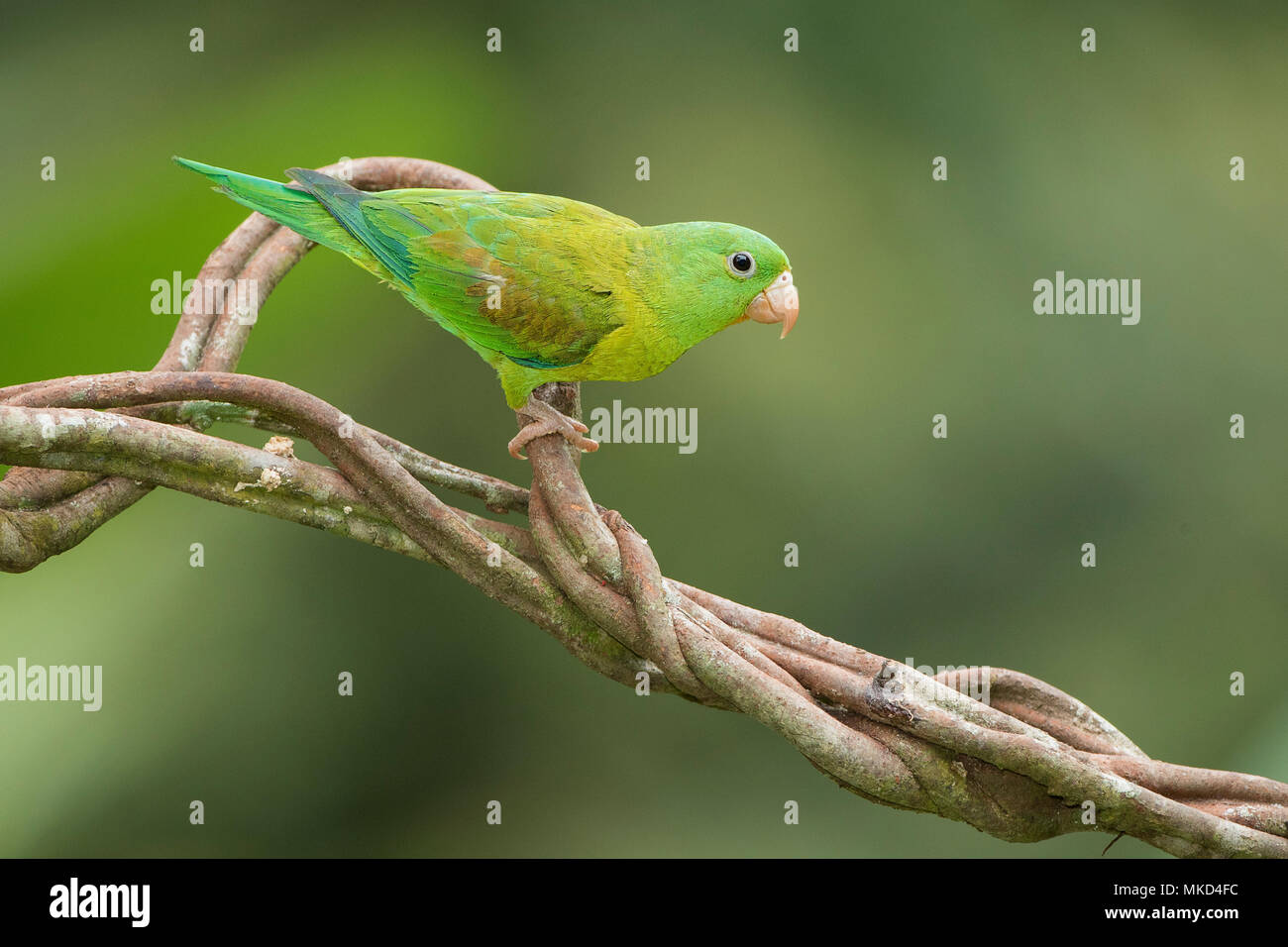 Orange-chinned Parakeet (Brotogeris jugularis), Gamboa, Panama, November Stock Photo