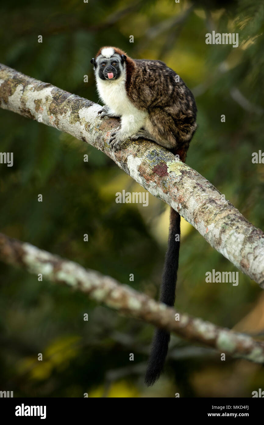 Geoffroy's Tamarin (Saguinus geoffroyi), Gamboa, Panama, July Stock