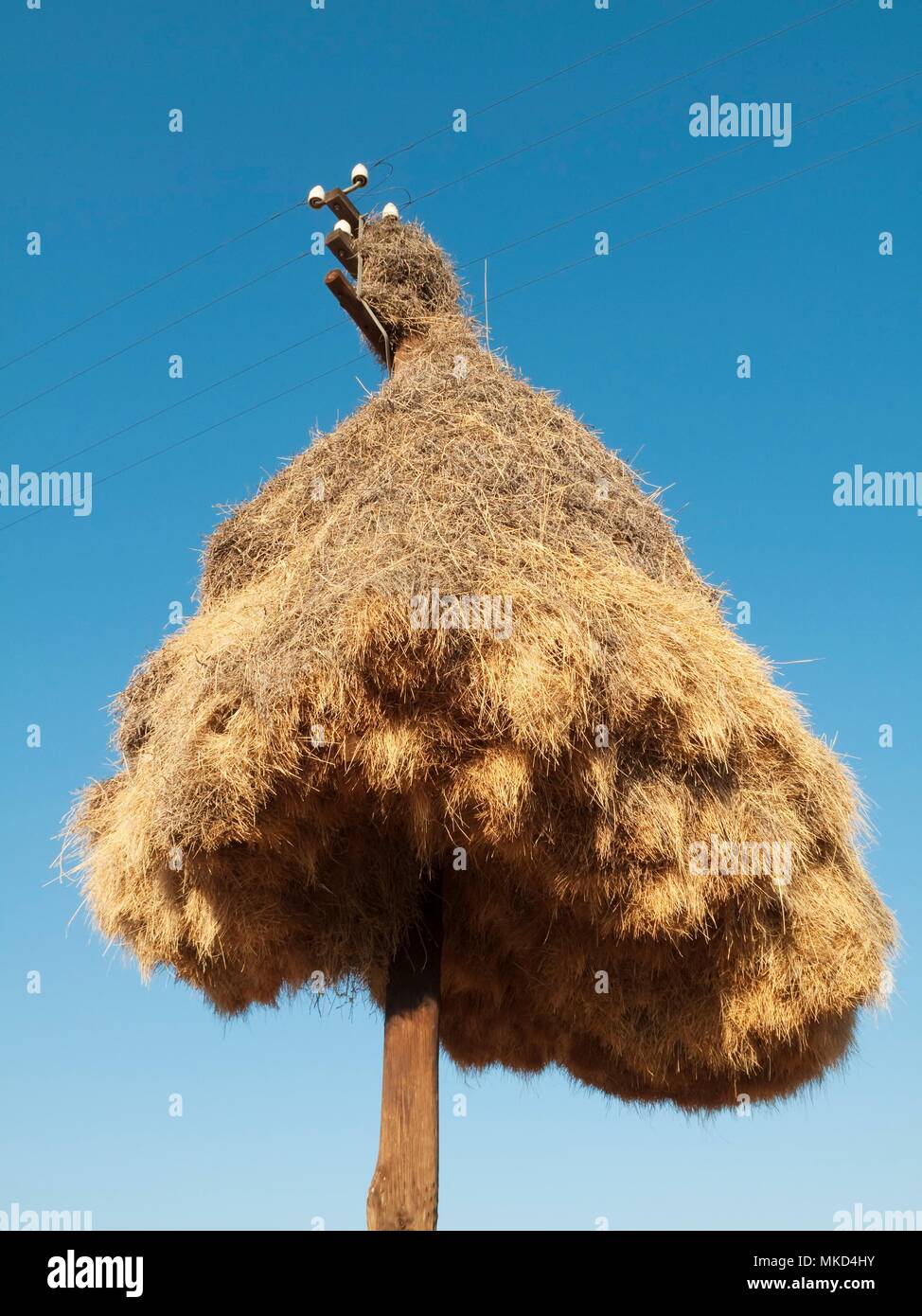 Huge communal nest of Sociable Weavers (Philetairus socius) at a telephone pole at the N14 road a few kilometers east of the town of Upington. Kalahari Desert, Northern Cape province, South Africa. Stock Photo