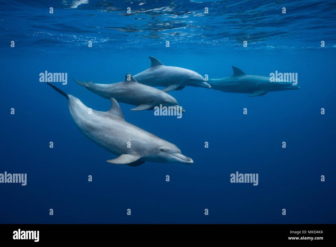 Indian Ocean bottlenose dolphins (Tursiops aduncus) in the lagoon, Mayotte, Indian Ocean Stock Photo