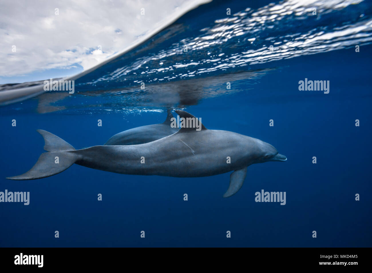 Indian Ocean bottlenose dolphin (Tursiops aduncus) in the lagoon, Mayotte, Indian Ocean Stock Photo