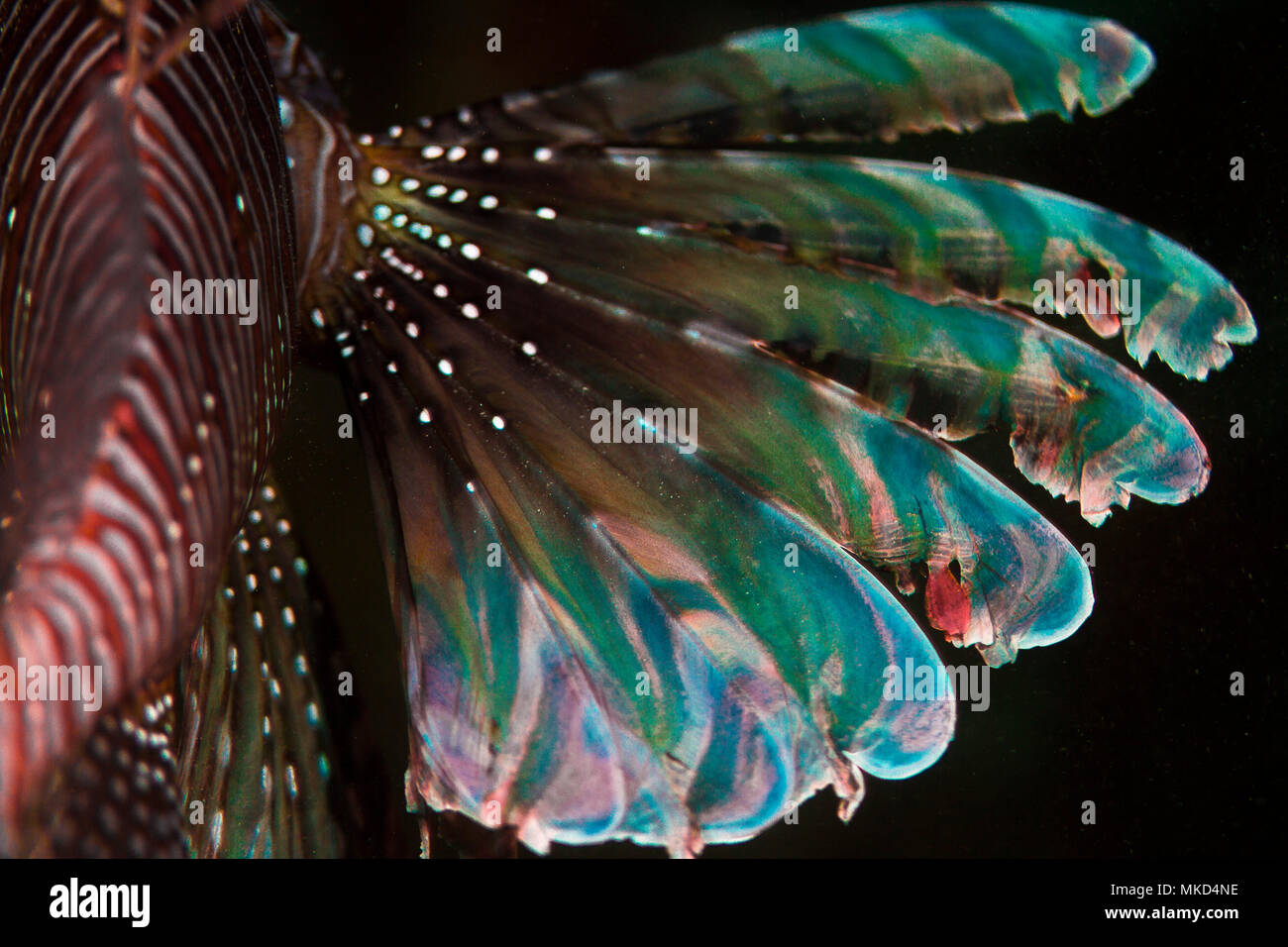 Above view Lionfish (Pterois volitans) pectoral fin by night, Tahiti