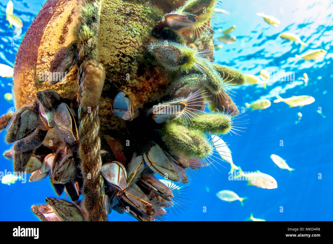 Close view of a Goose barnacles (Lepas anatifera) colony on a anchor line buoy, Tahiti, French Polynesia Stock Photo