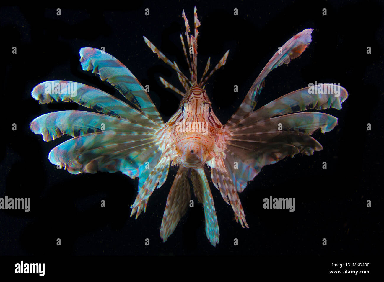 Front view Lionfish (Pterois volitans) by night, Tahiti, French