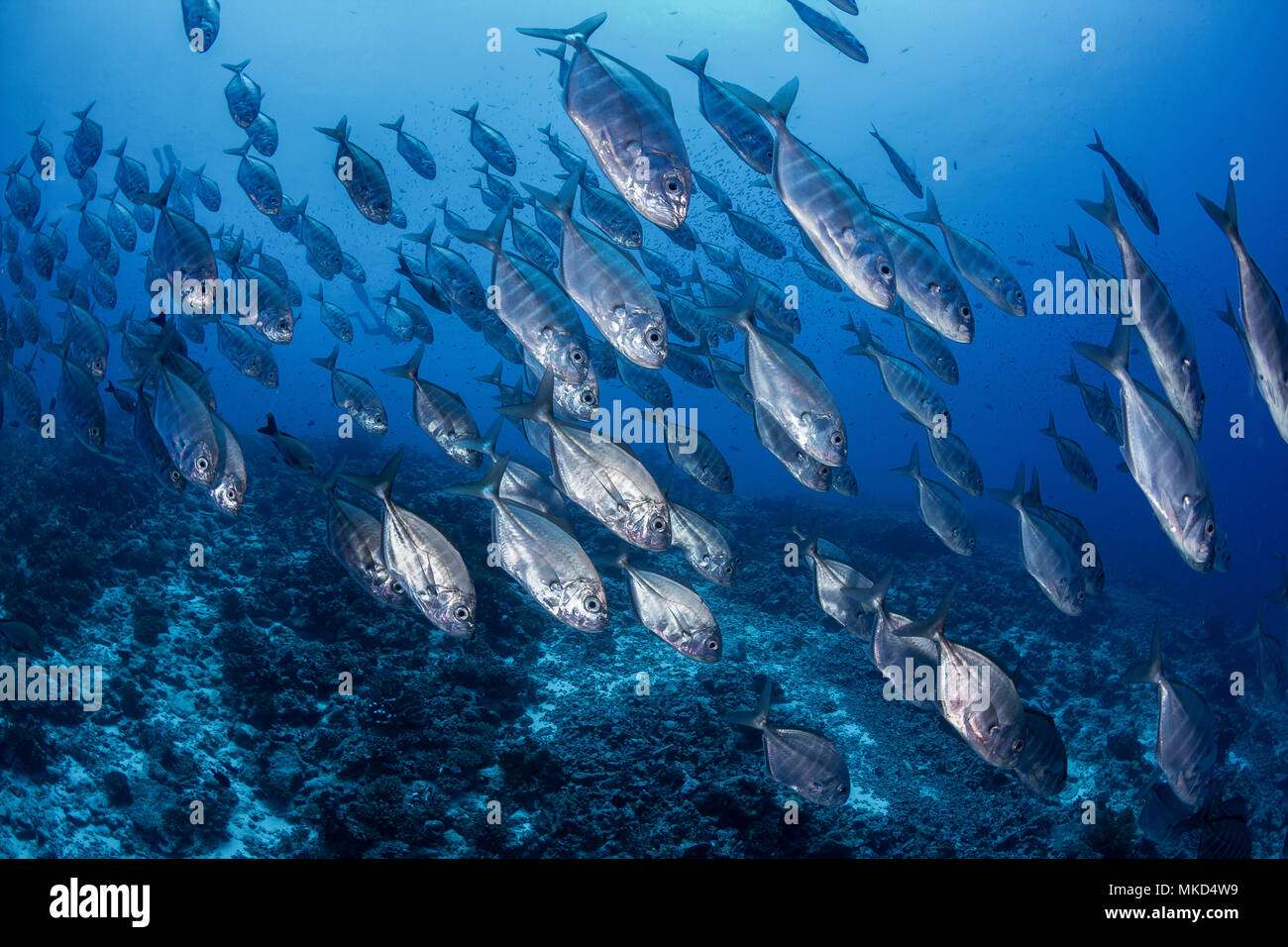 Wide right side view Cottonmouth Jack (Uraspis secunda), Rangiroa