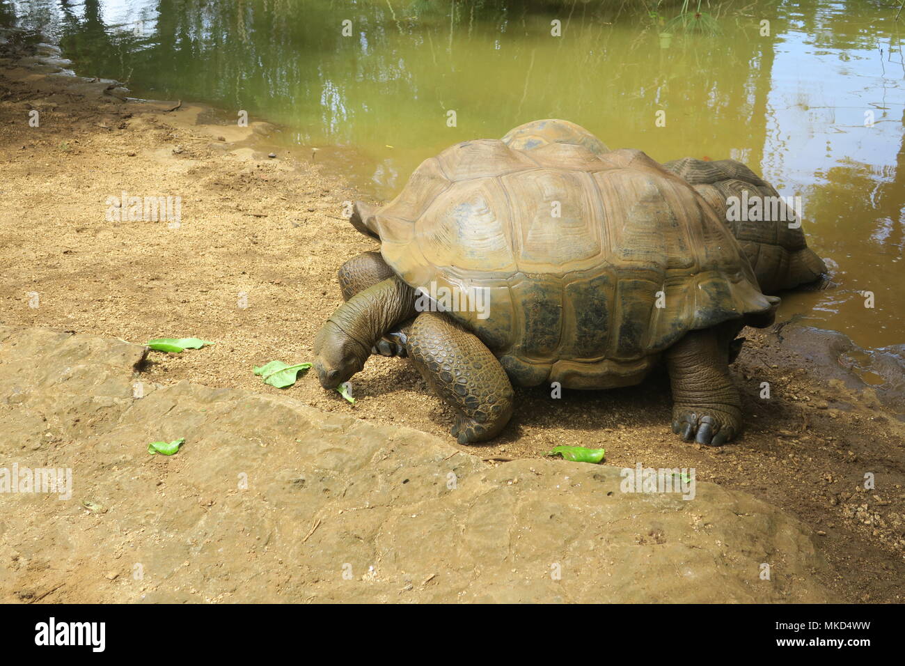 Giant land turtle in a park on Mauritius island Stock Photo Alamy