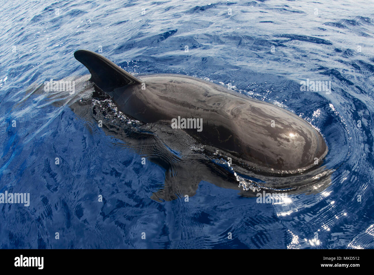 Pilot whale (Globicephala macorhynchus) on surface. Tenerife, Canary Islands. Stock Photo