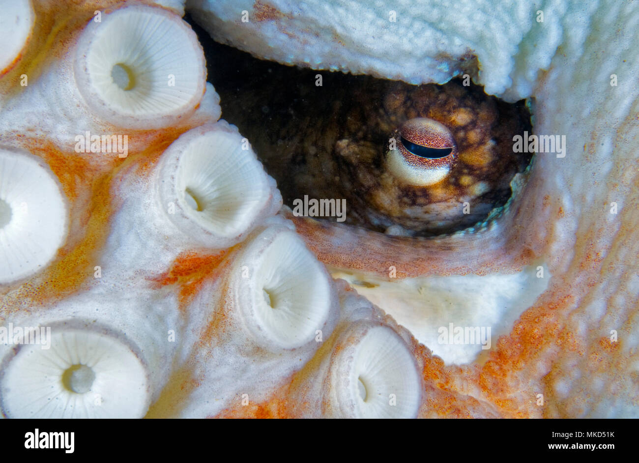 Suction cup details. Common Octopus (Octopus vulgaris), Tenerife, Canary Islands Stock Photo