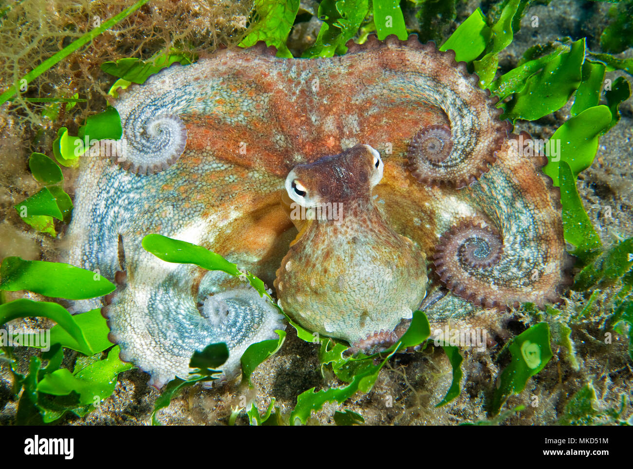 Common Octopus (Octopus vulgaris) on bottom, Tenerife, Canary Islands Stock Photo