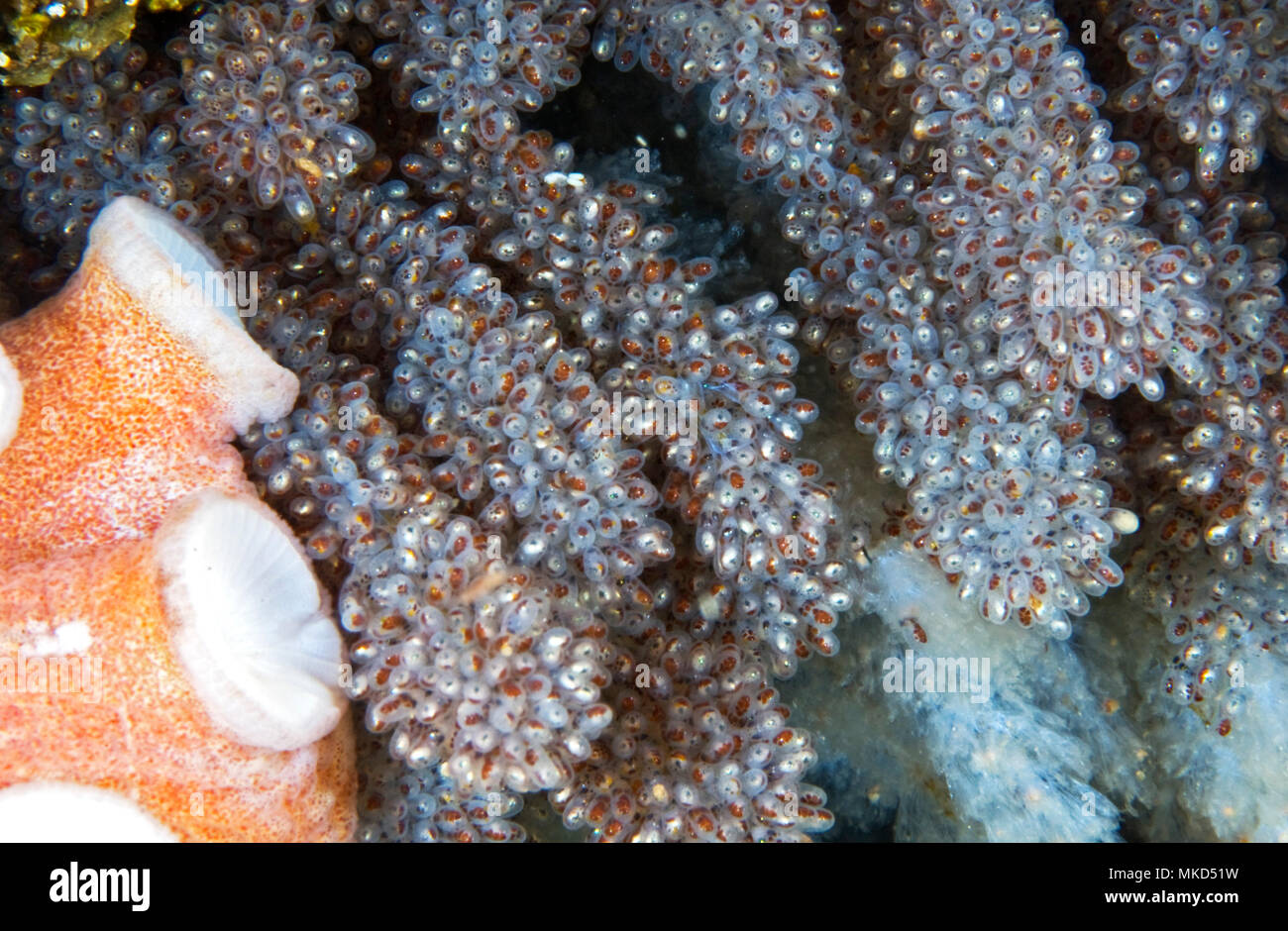 Detail of a putting egg of an octopus. Common Octopus (Octopus vulgaris), Tenerife, Canary Islands Stock Photo